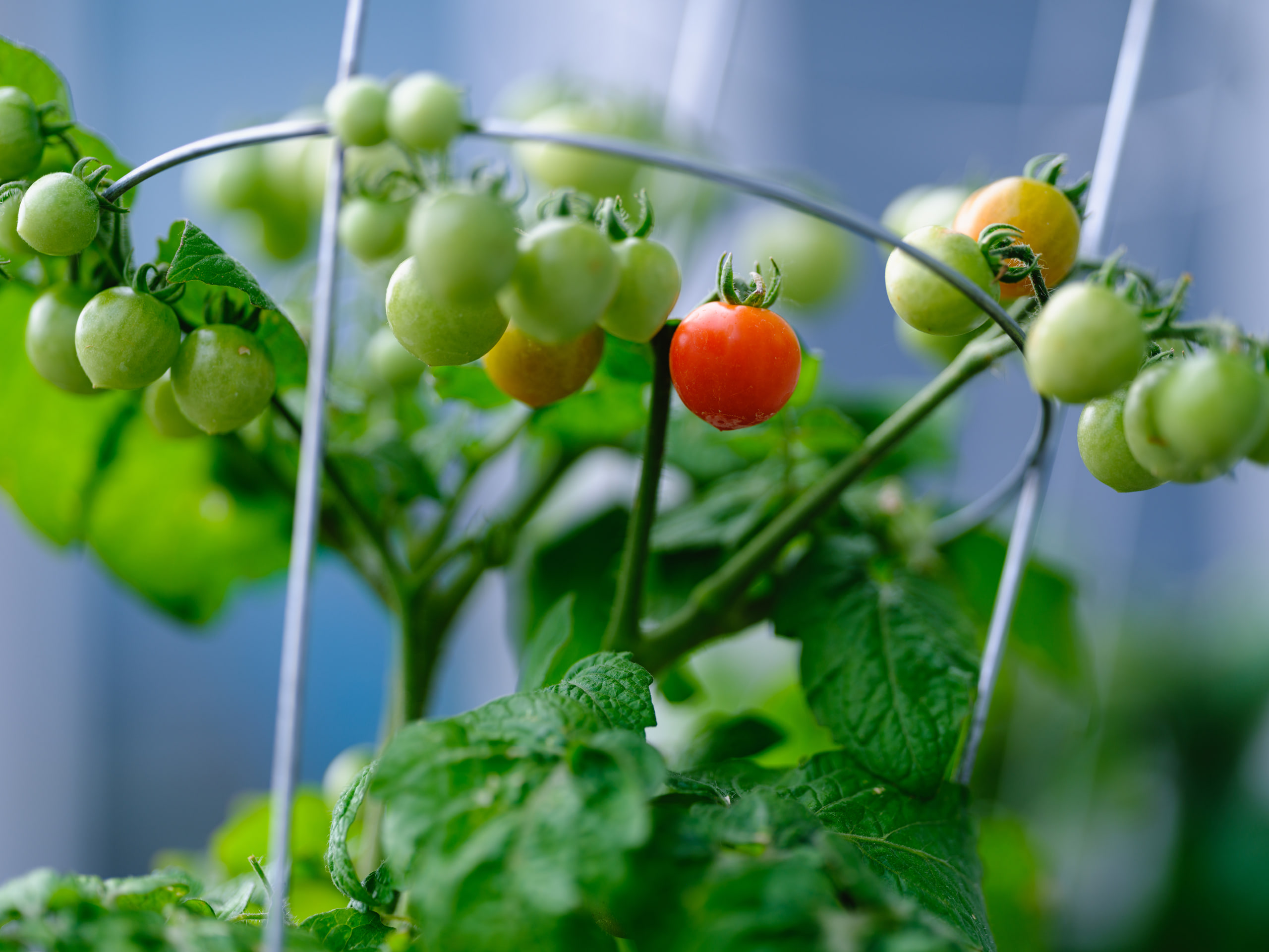 Tomatoes on the vine, color.