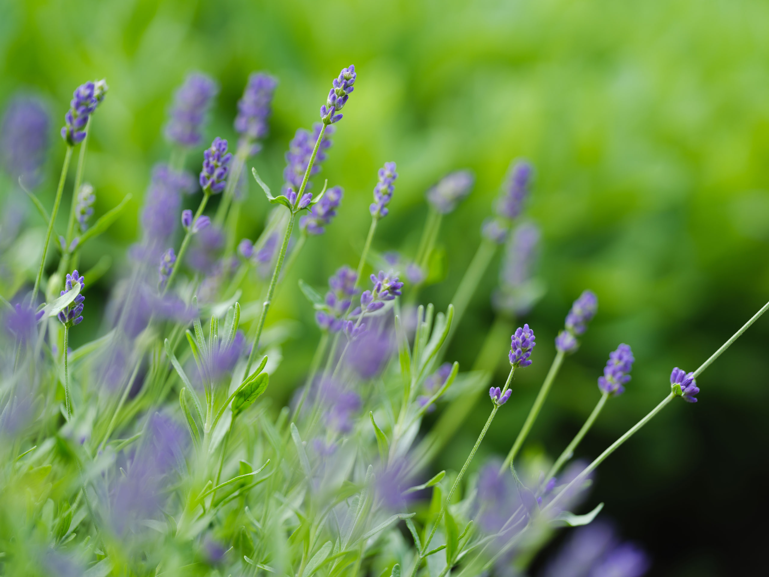Lavender, color and shallow depth.