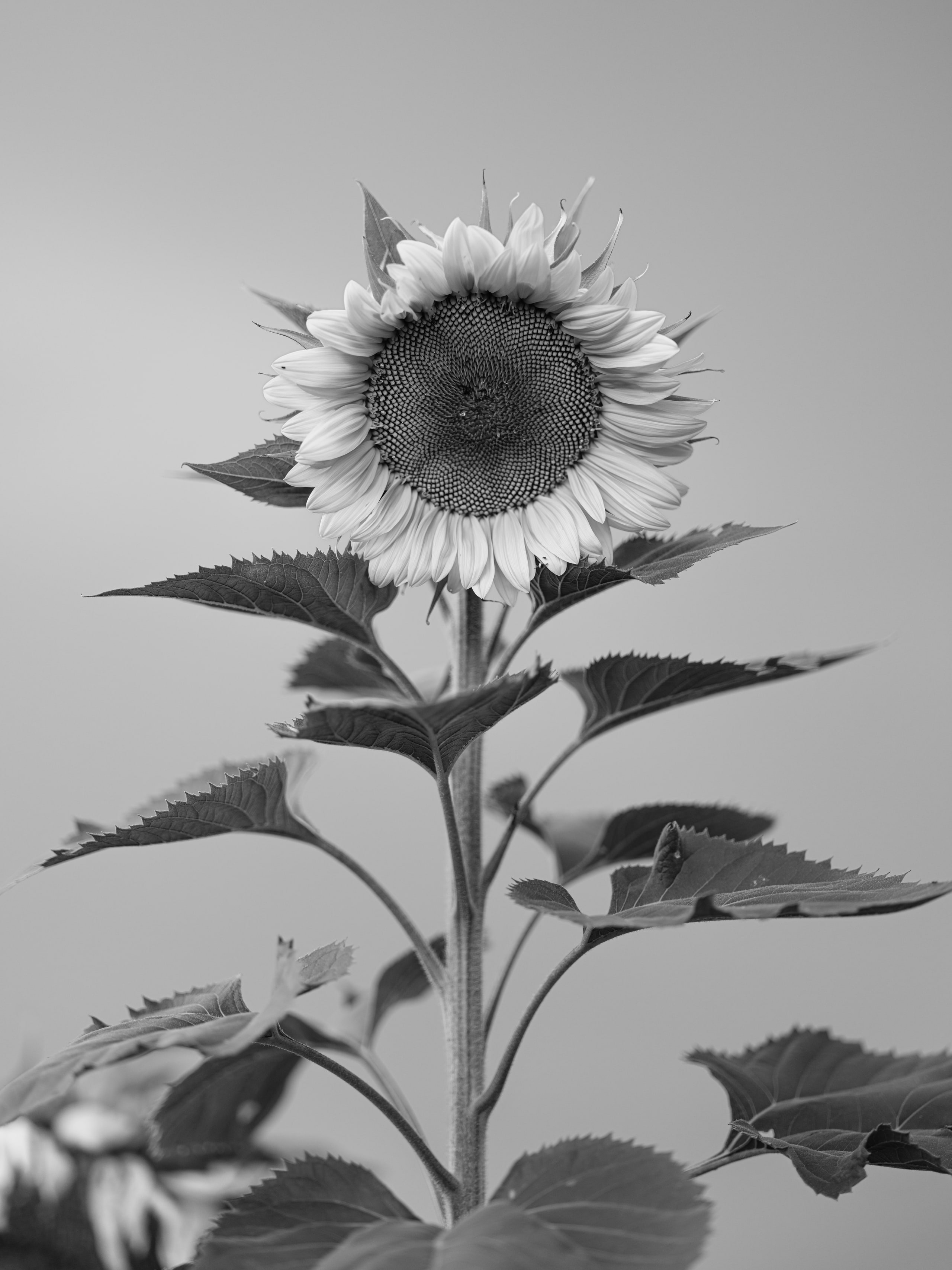 Sunflower b&w on white, botanical.