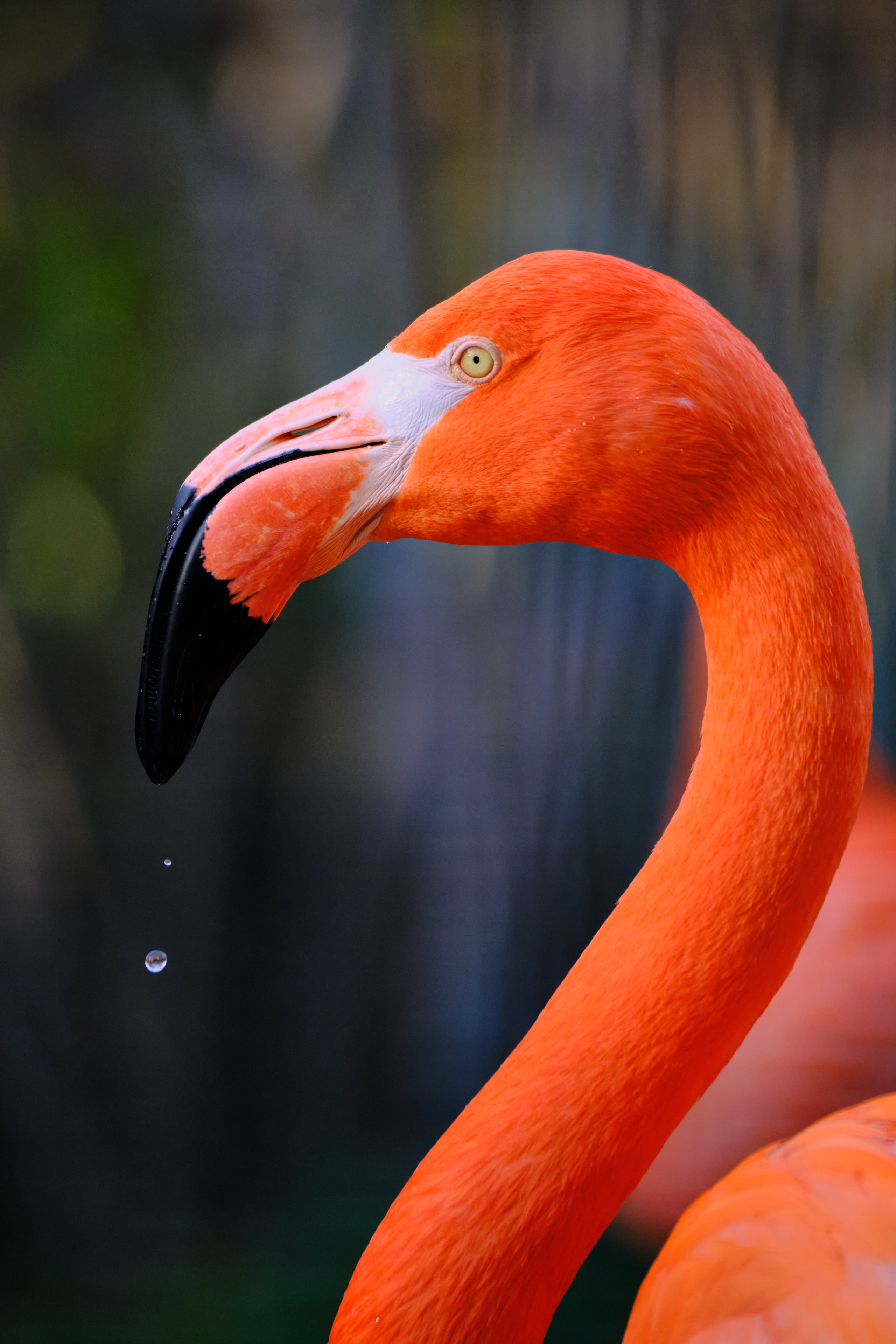 Flamingo neck, pure curve.