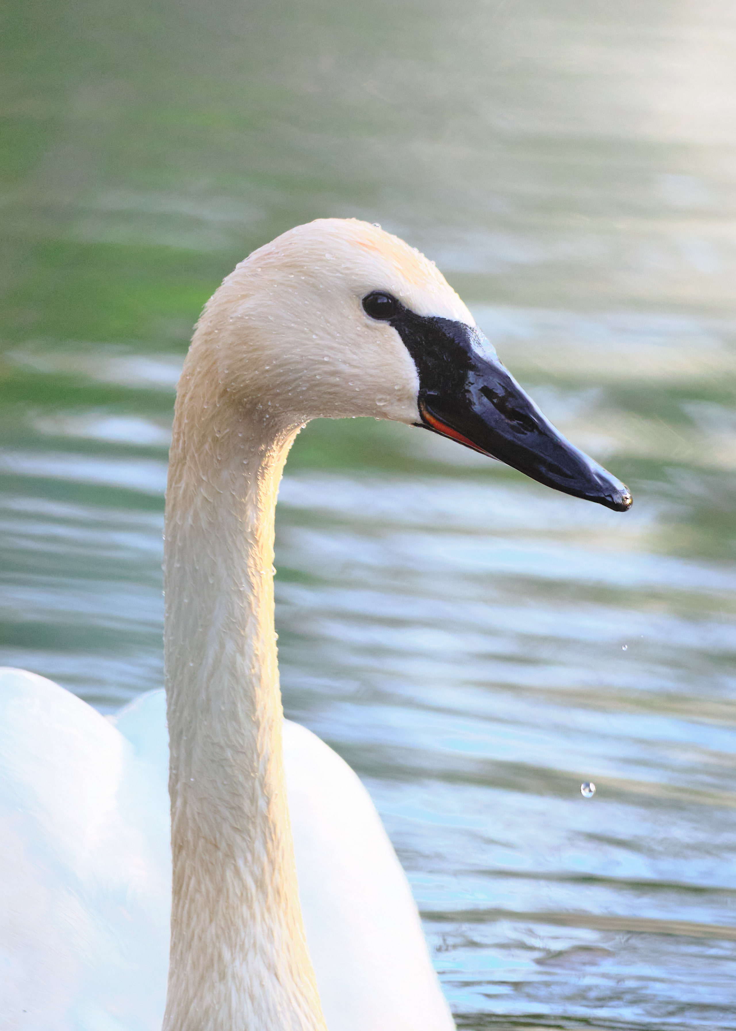 Swan on water, negative space.