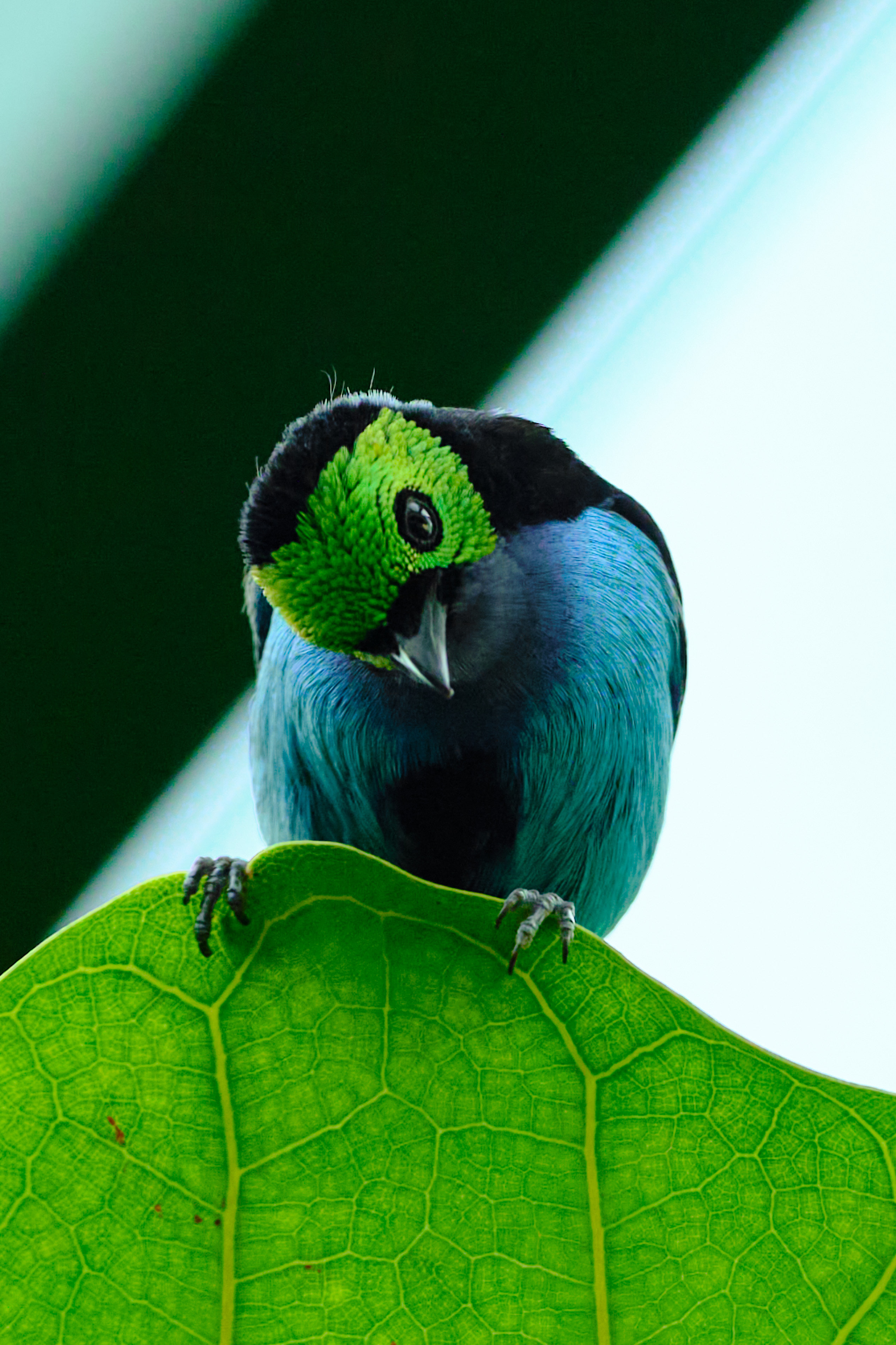 Peacock head, iridescent green.