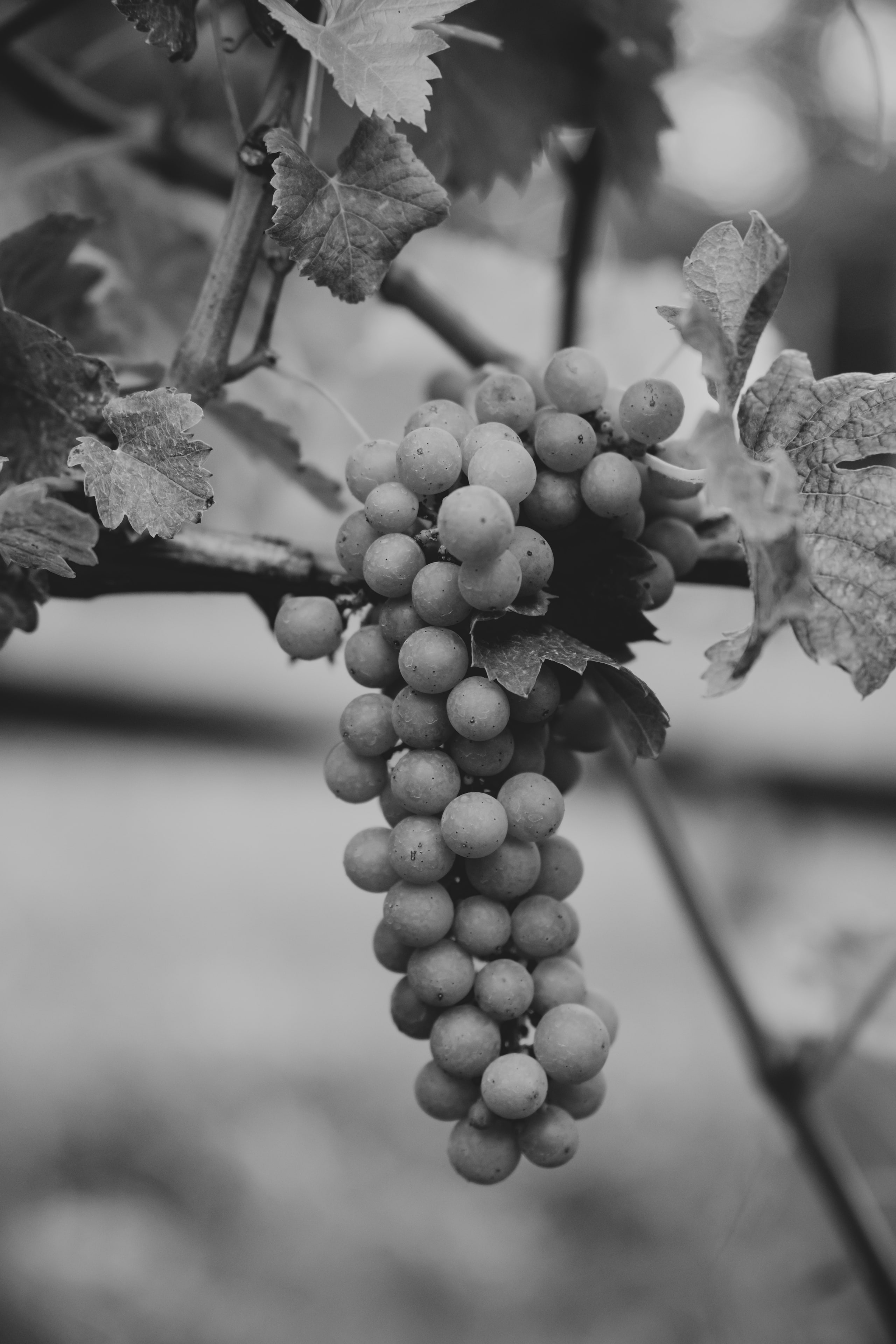Black and white grape cluster, tone at a Virginia vineyard.