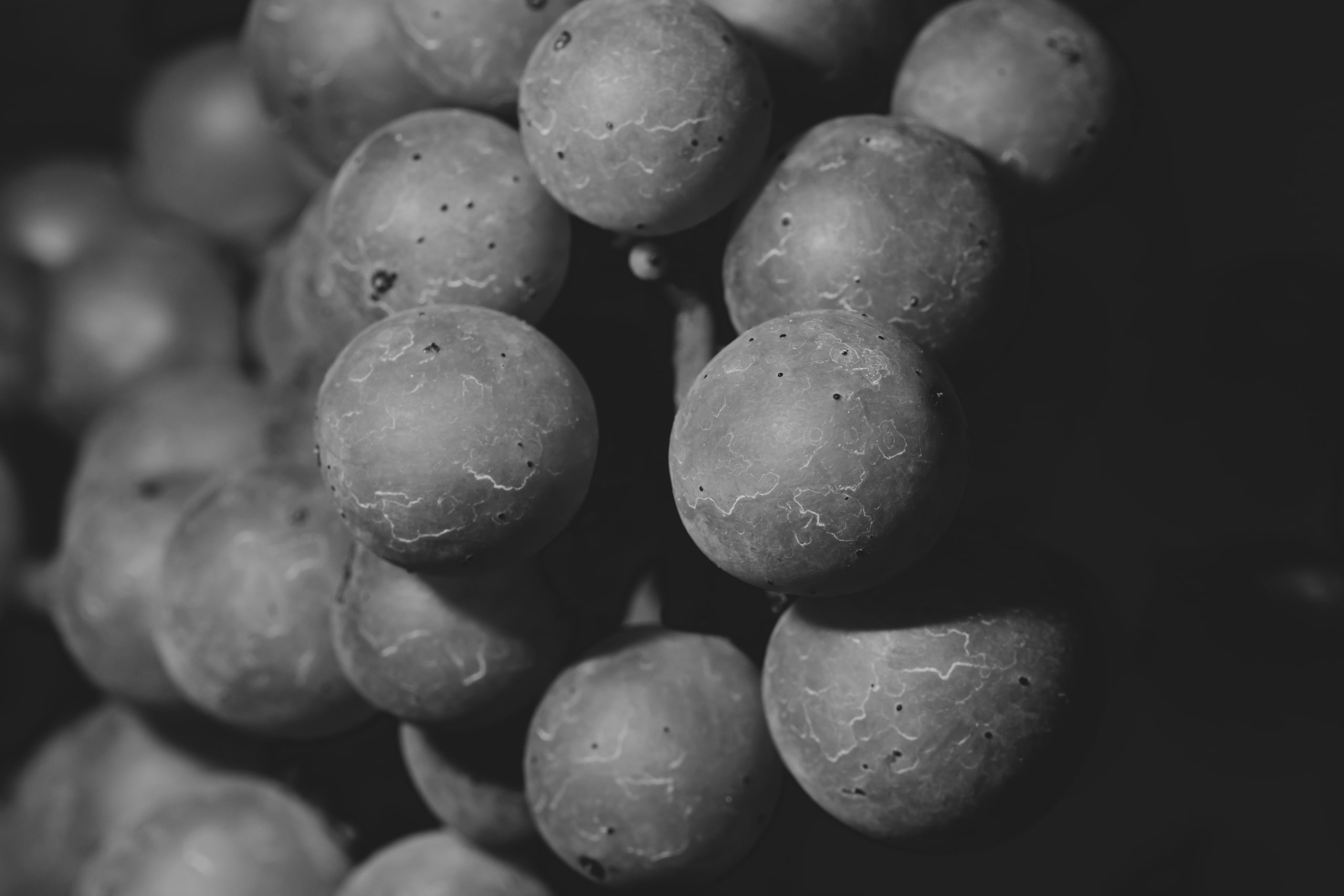 Black and white grapes close, texture at a Virginia vineyard.