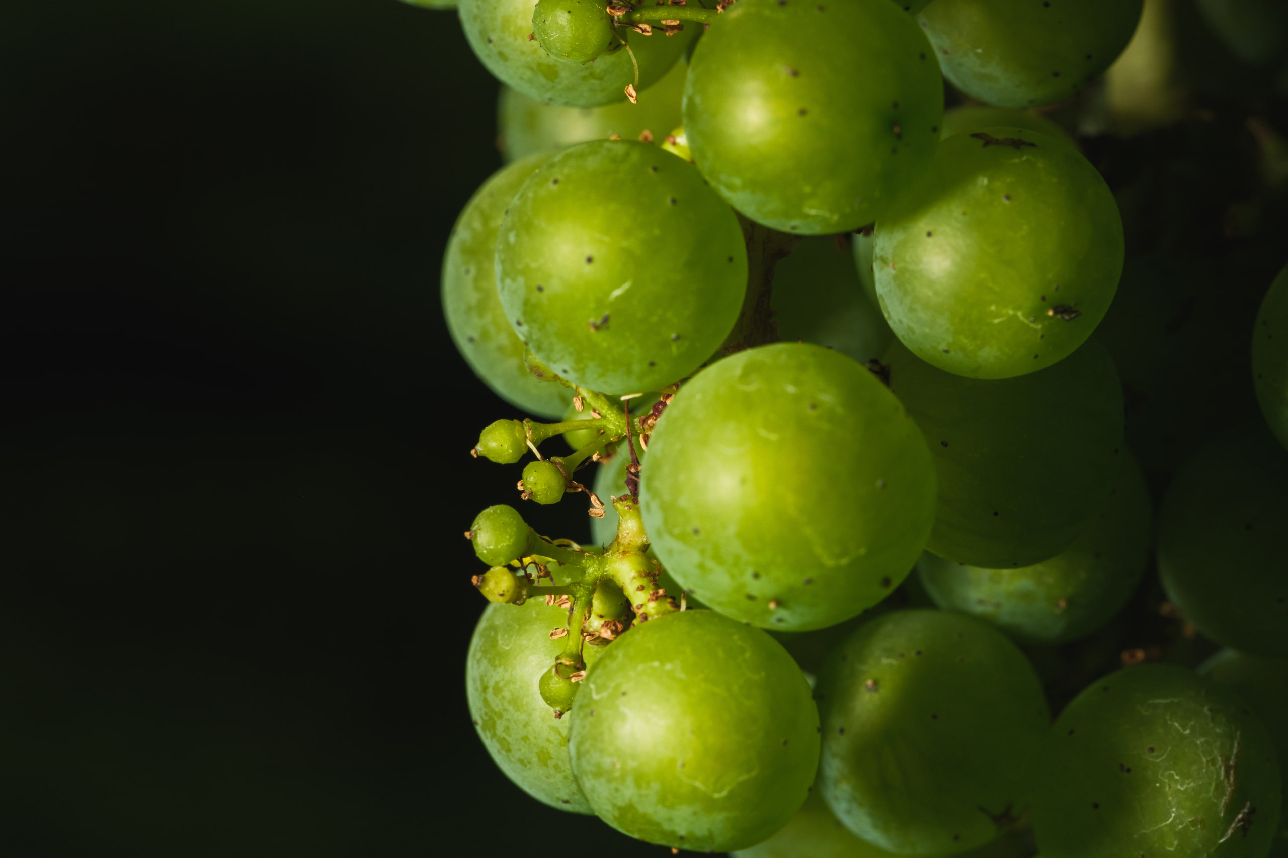 Green grapes large on dark, color and depth at a Virginia vineyard.