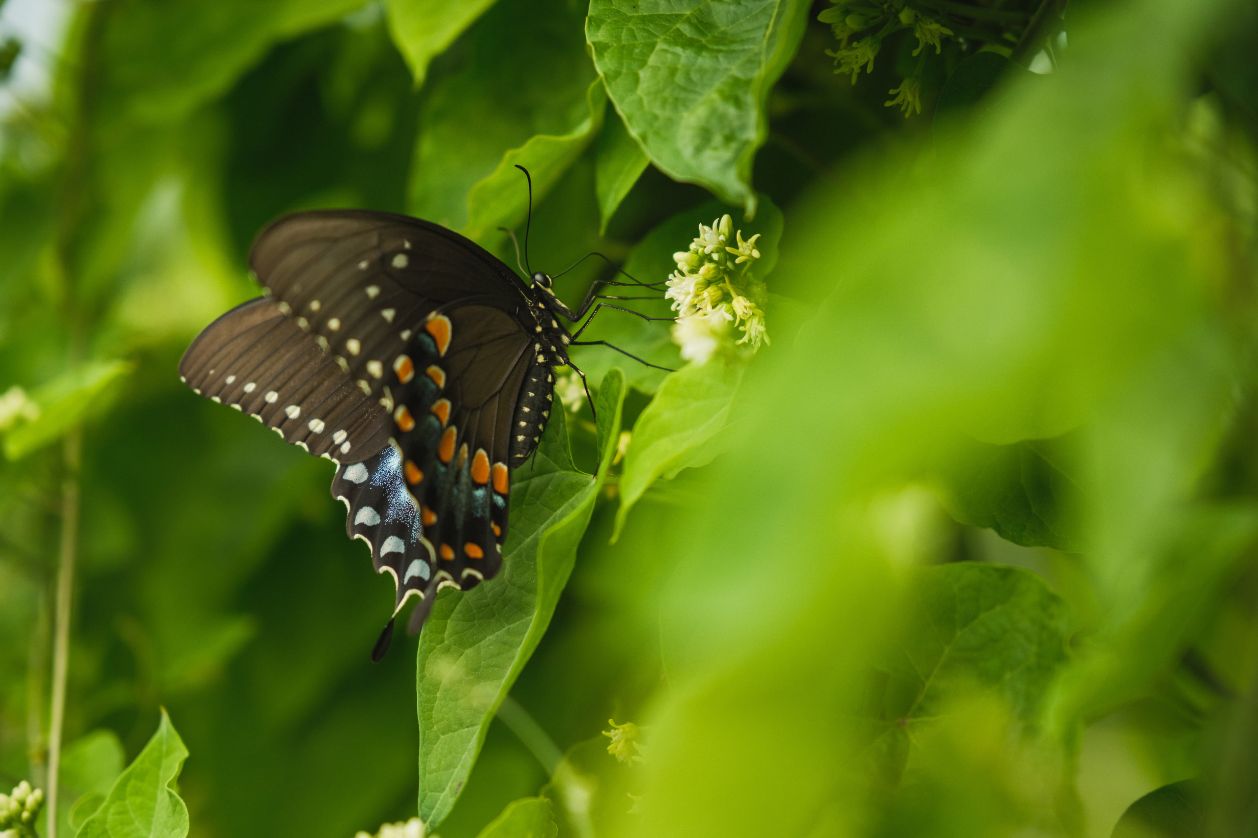 Swallowtail on the vine, subject clarity at a Virginia vineyard.