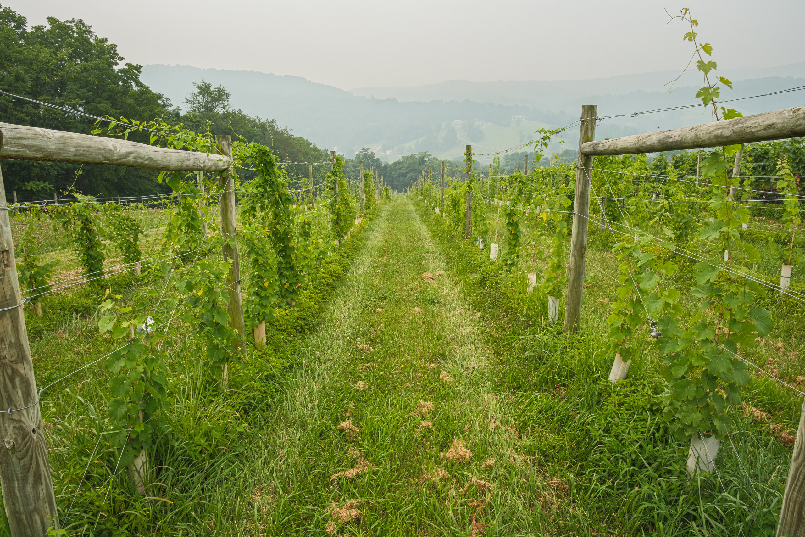Vineyard rows into fog, one-point at a Virginia vineyard.