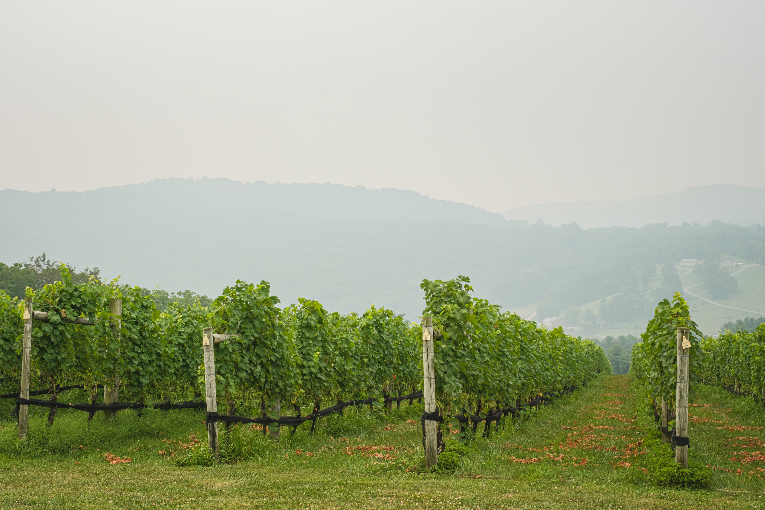Rows and the misted ridge, air with something in it at a Virginia vineyard.
