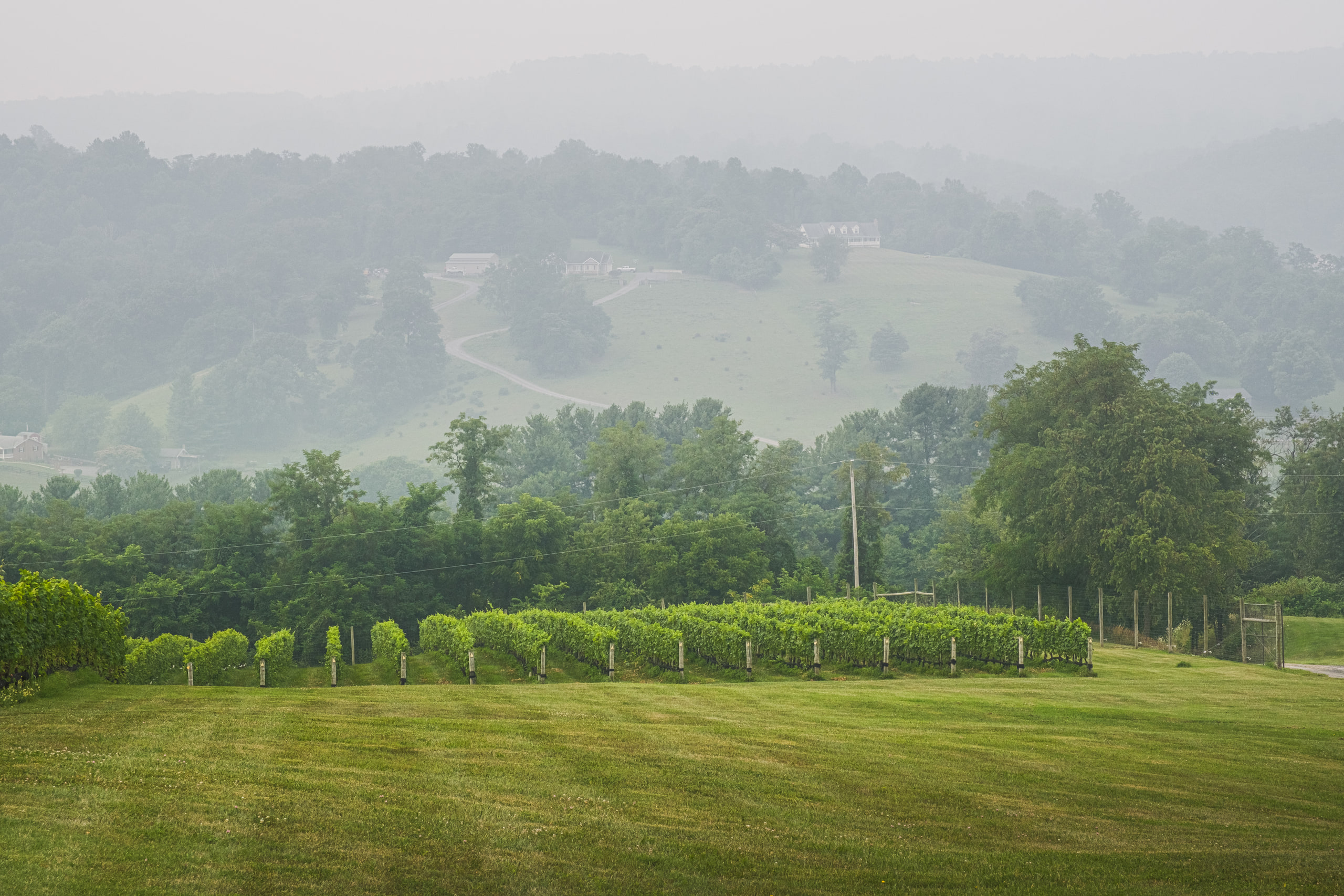 The valley and the ridge in fog, at Capstone Vineyards near Front Royal, Virginia.