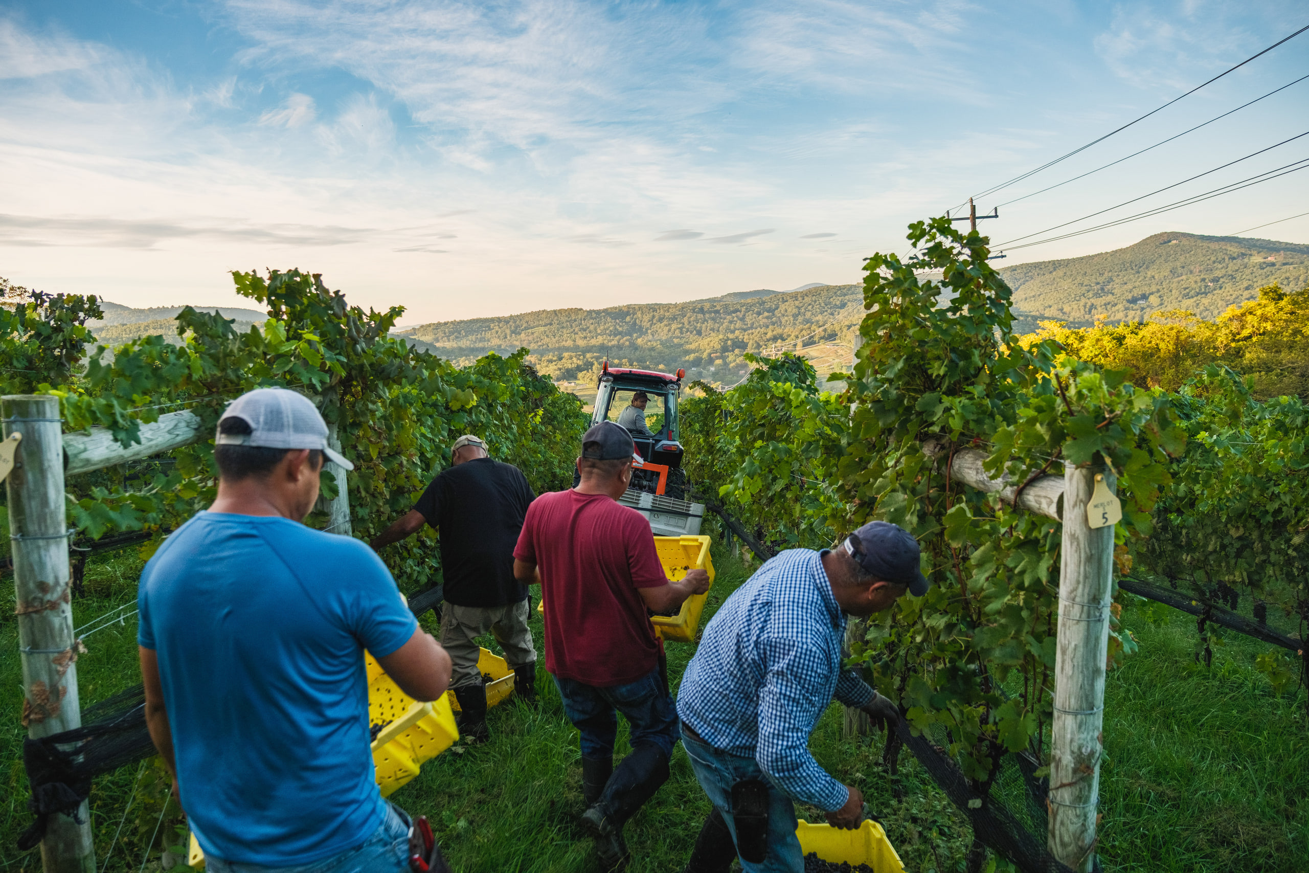 Harvest crew picking grapes into yellow lugs between the vine rows at sunrise, mountains behind, Linden, Virginia.