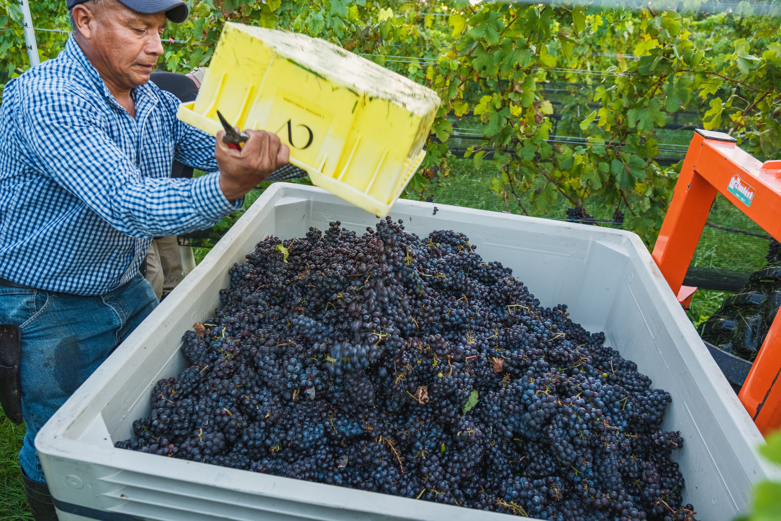 A vineyard worker tips a yellow crate of dark grapes into a white harvest bin at Capstone Vineyards, Linden, Virginia.