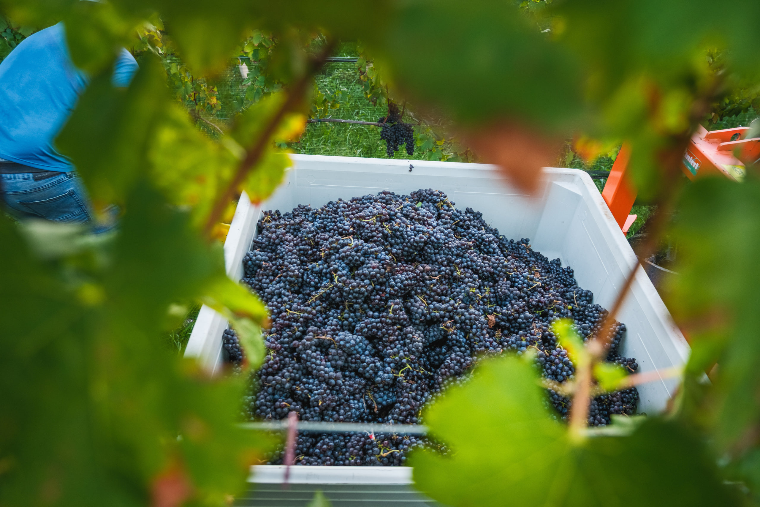 A white bin full of dark Merlot grapes seen through green vine leaves at a Virginia vineyard harvest.
