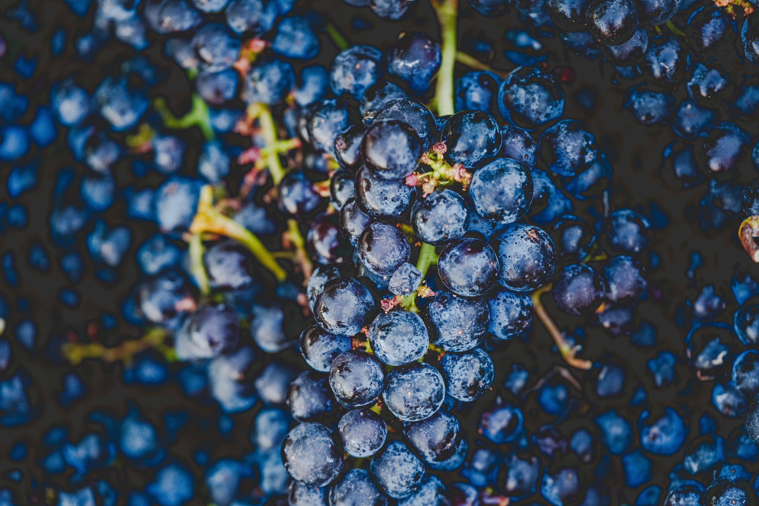 Close view of dark blue grapes covered in dew at harvest, Virginia vineyard.