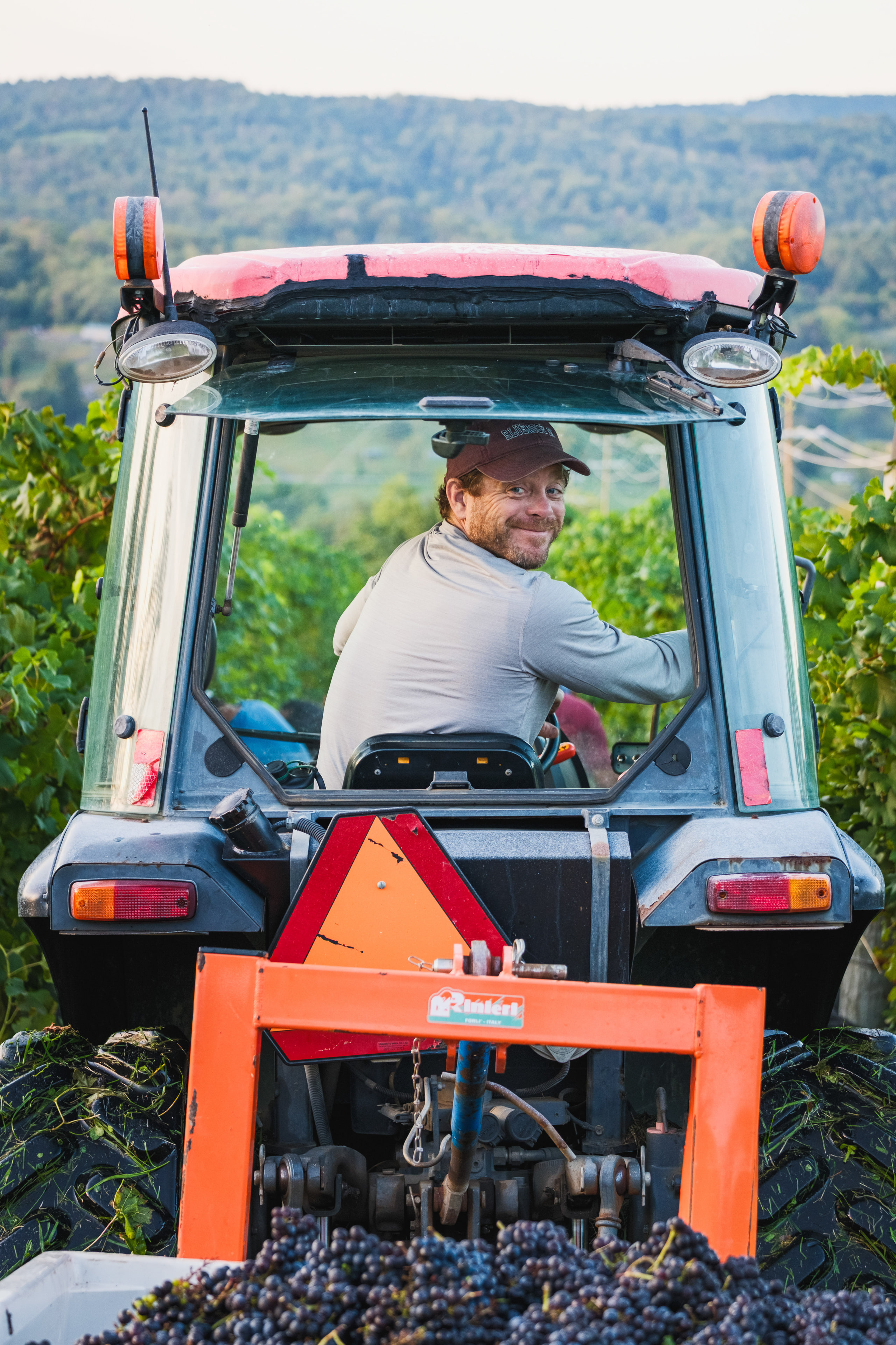 A tractor driver smiling back over his shoulder, a bin of freshly picked grapes on the front loader.