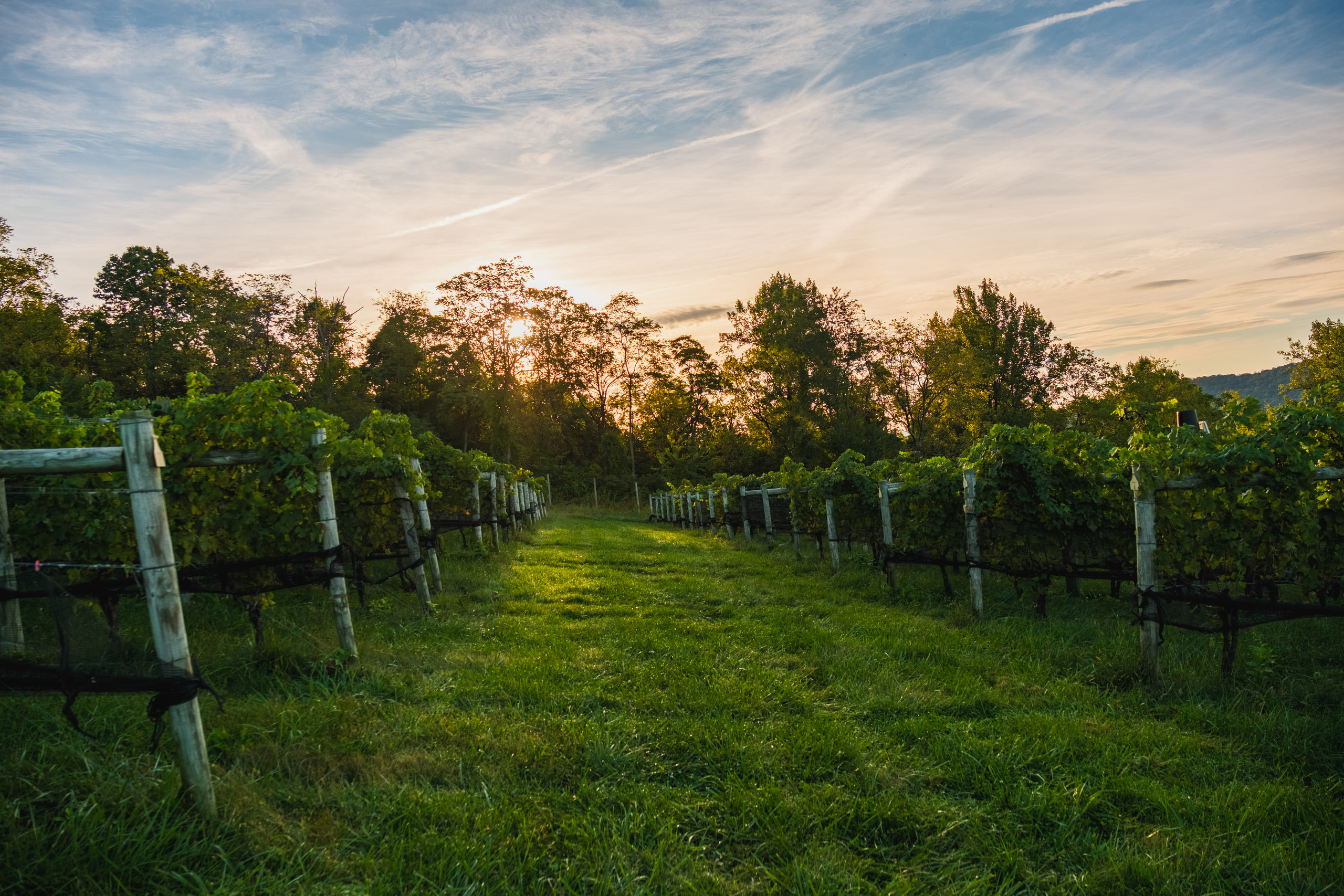 Grass alley between vine rows at sunrise with the sun low in the trees, Linden, Virginia.
