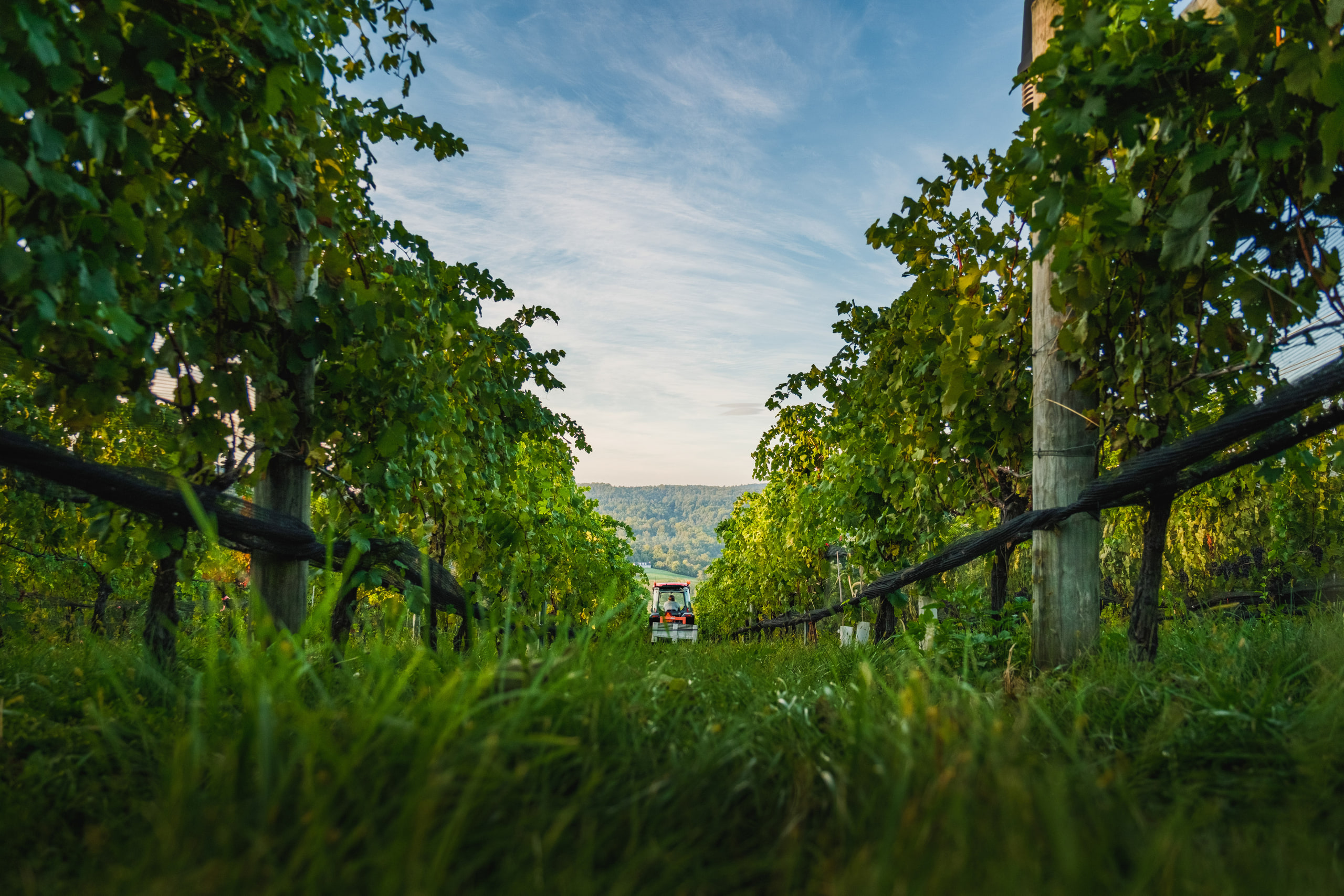 Low view down a vineyard row through tall grass and vines, a tractor far in the distance under a blue sky.