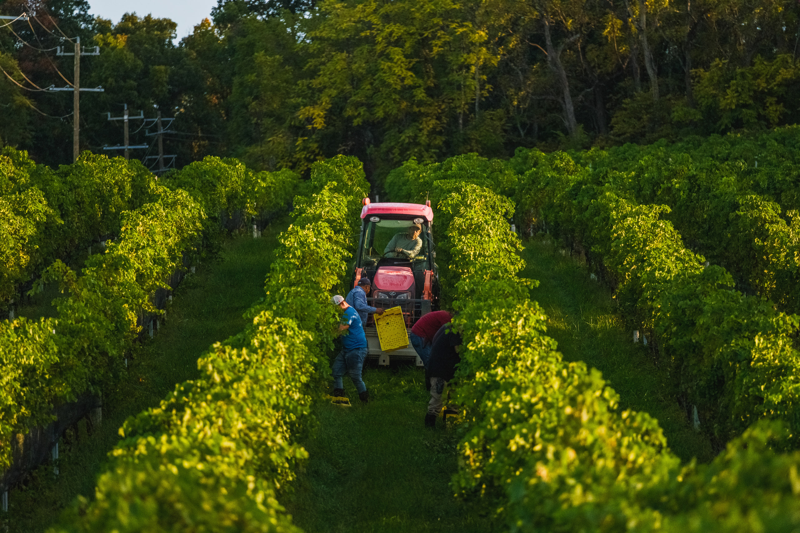 A tractor and picking crew working down a vineyard row at harvest, Linden, Virginia.