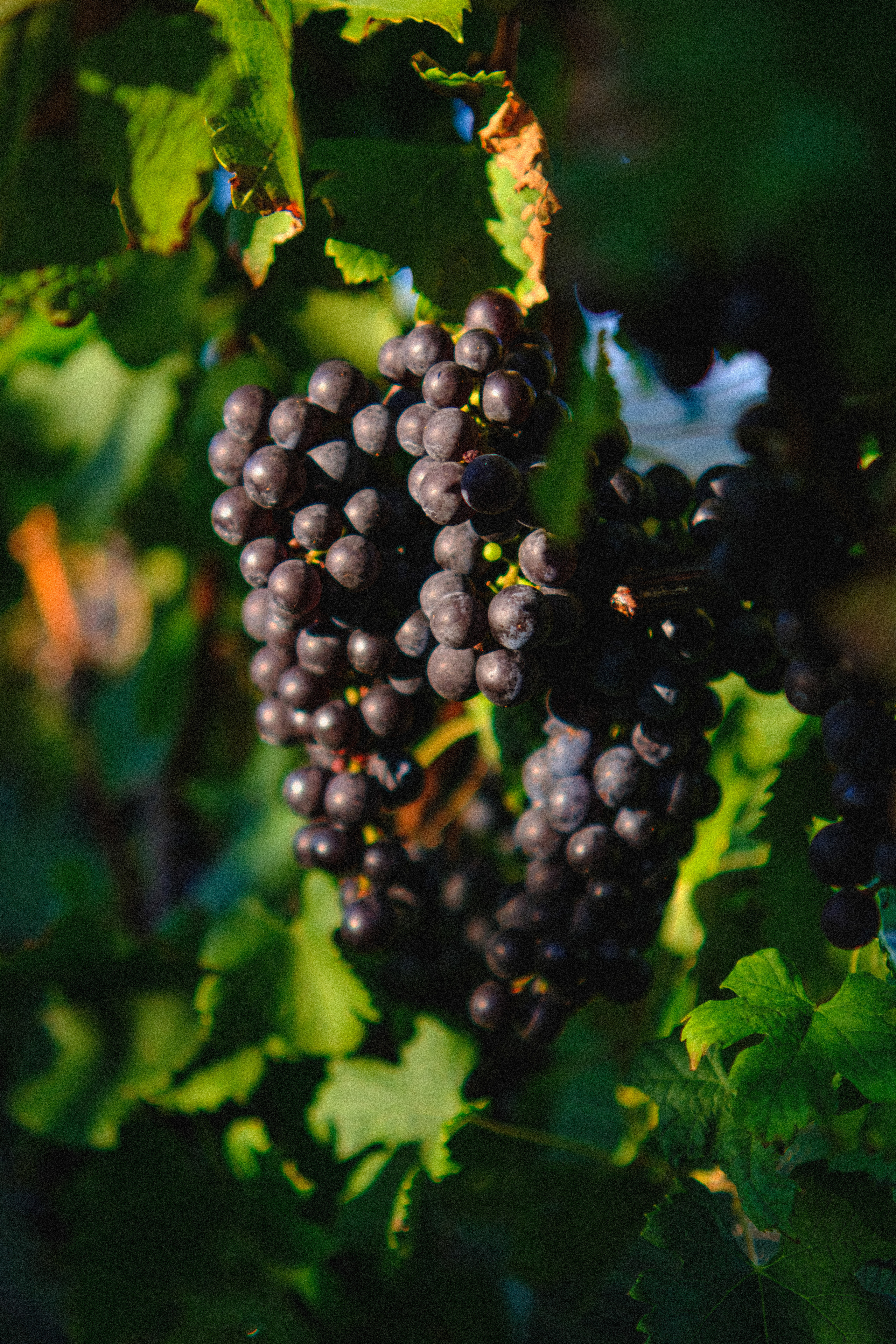 A single cluster of dark grapes on the vine in warm light, Virginia vineyard.