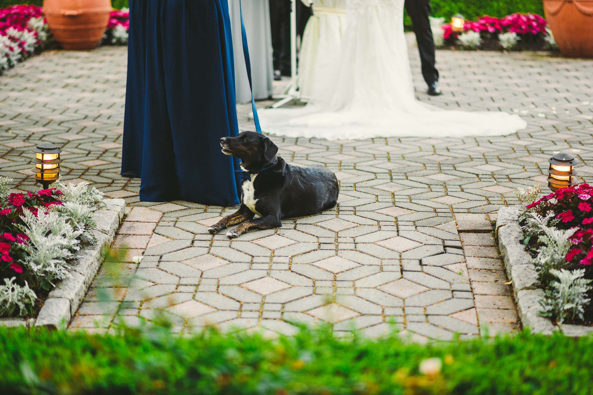 A black dog on a patterned stone aisle, collar and leash, looking up as a bride in a long train and a bridesmaid stand just out of frame